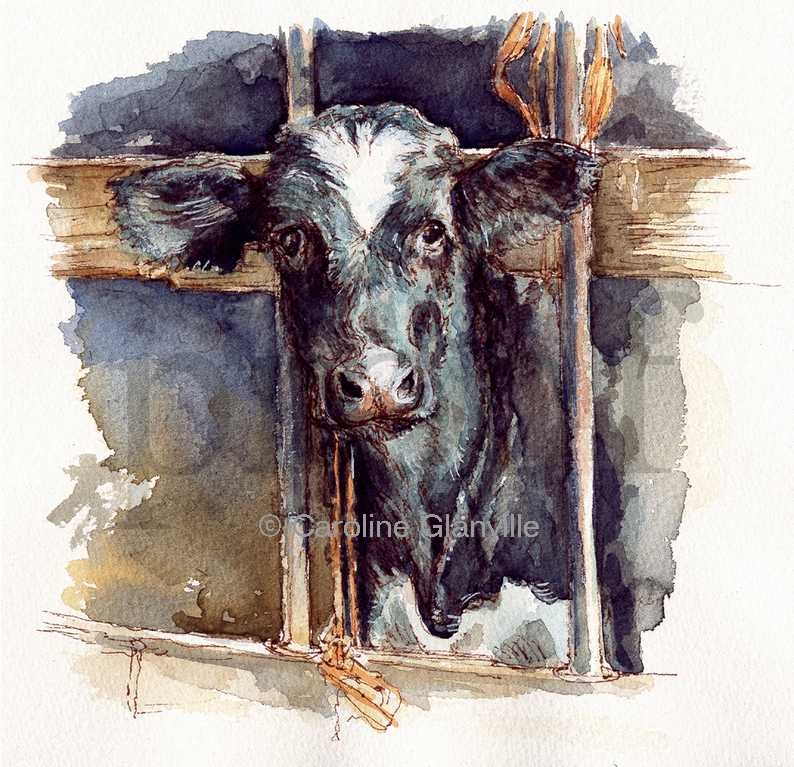 young friesian calf, painting by Caroline Glanville