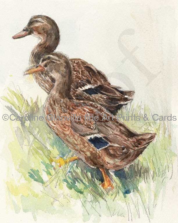 Two ducks, painting by Caroline Glanville