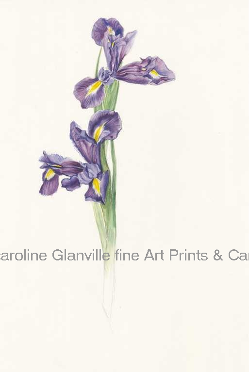 Iris flower, painting by Caroline Glanville