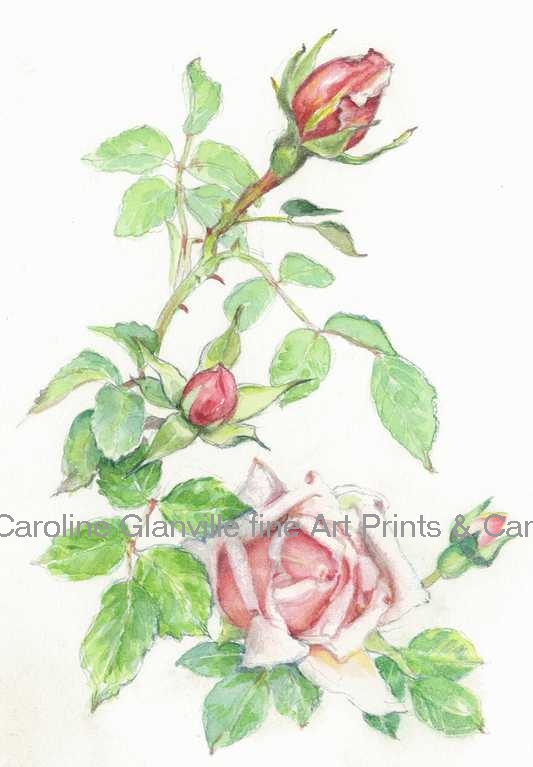 Pink tea rose, painting by Caroline Glanville