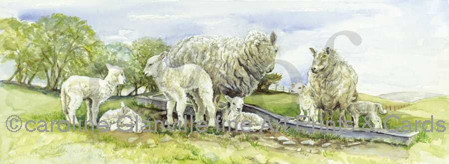 Spring lambs, painting by Caroline Glanville